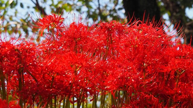 巾着田曼珠沙華公園の彼岸花