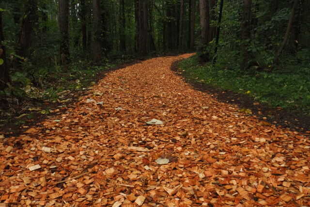 ウッドチップの道
