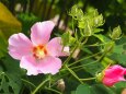 富山県中央植物園の酔芙蓉