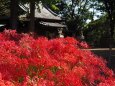 仙波氷川神社の彼岸花