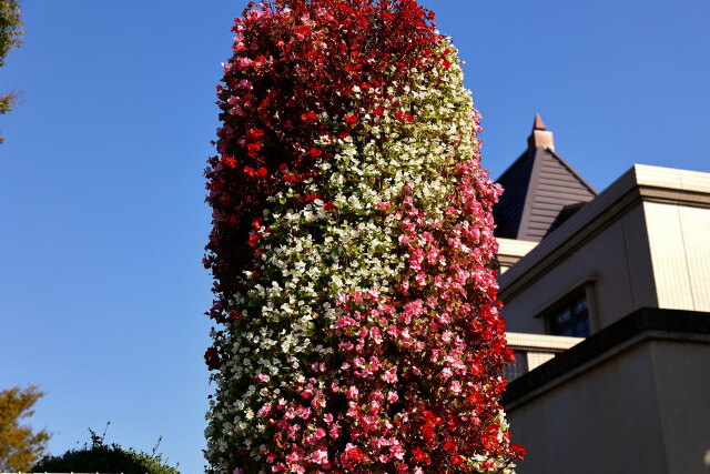 ベゴニアの塔-2