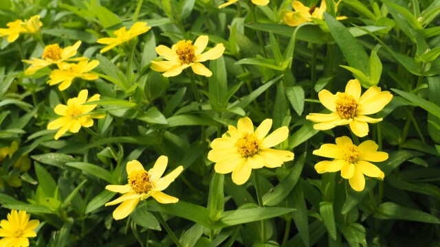 富山県中央植物園のジニア