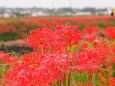 ごんの秋まつりの彼岸花