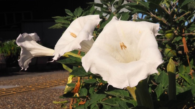 岐阜公園のチョウセンアサガオ