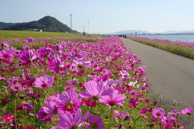 河川敷コスモスの道