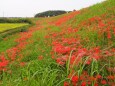 ごんの秋まつりの彼岸花