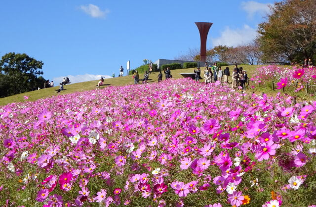 コスモスの咲く丘