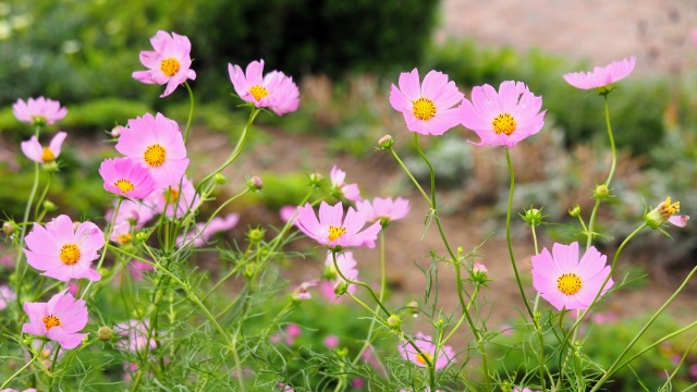 朝日町のコスモス