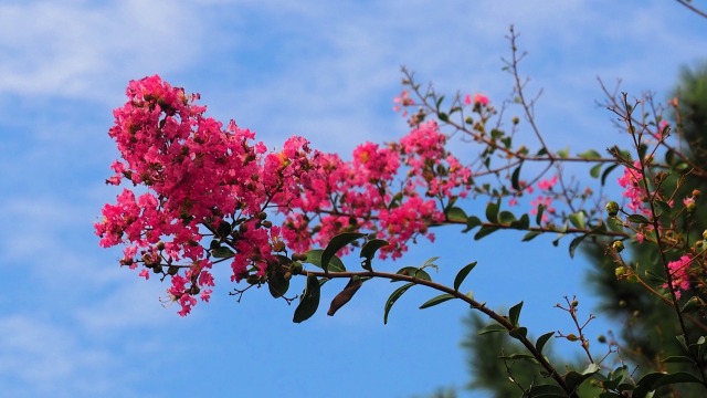 朝日町のサルスベリ