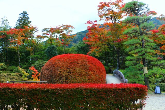 秋の日光山輪王寺庭園