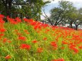 朝日町舟川べりの彼岸花