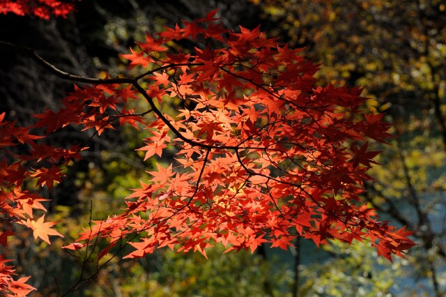 木漏れ陽のモミジ