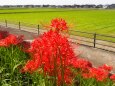 朝日町舟川べりの彼岸花