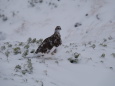 蝶ヶ岳の雄雷鳥7