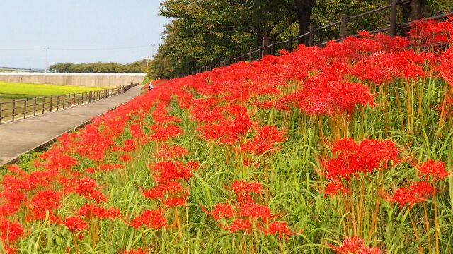 朝日町舟川べりの彼岸花