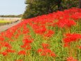 朝日町舟川べりの彼岸花