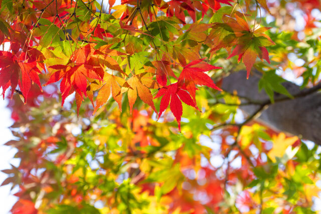 紅葉