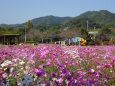 コスモスの花いっぱいの遊園地