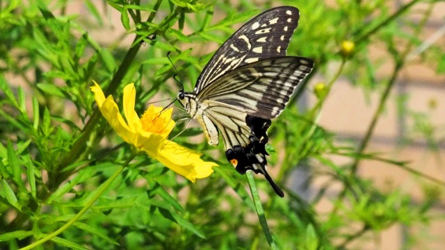 昭和記念公園のコスモスと蝶
