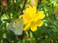 昭和記念公園のコスモスと蝶