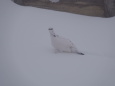 燕山荘の雄雷鳥2