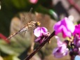 越後丘陵公園のフジマメとトンボ