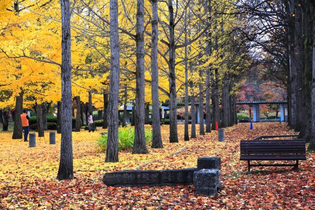 秋の公園 