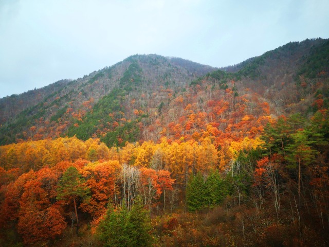 飛騨紅葉