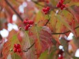 花水木の実が色づく頃