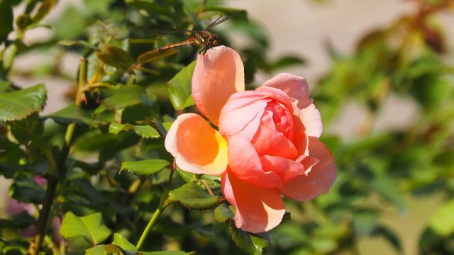 越後丘陵公園のバラとトンボ