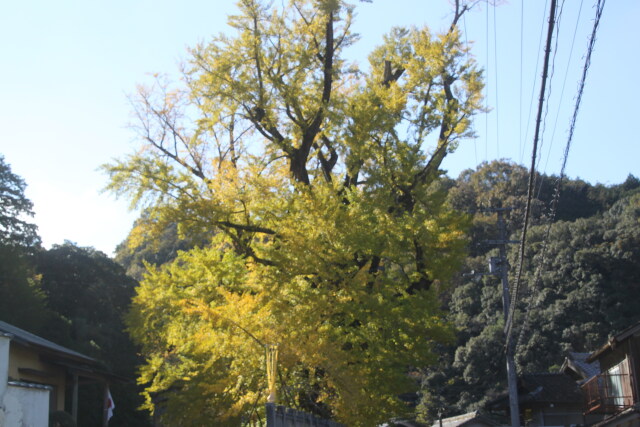 青い空とイチウ