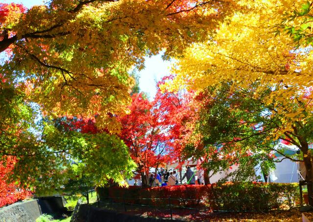 河口湖紅葉回廊