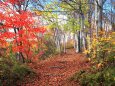 秋の山道