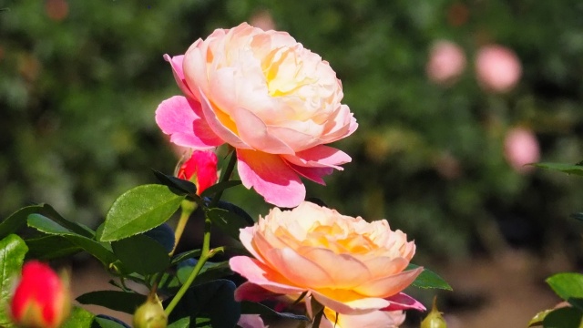 越後丘陵公園のバラ