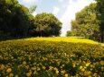 馬見丘陵公園のコスモス