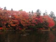 雲場池の紅葉