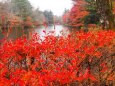 雲場池の紅葉