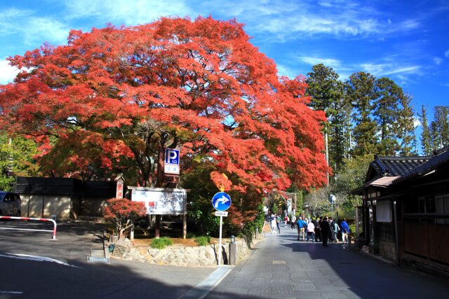 秋の松島