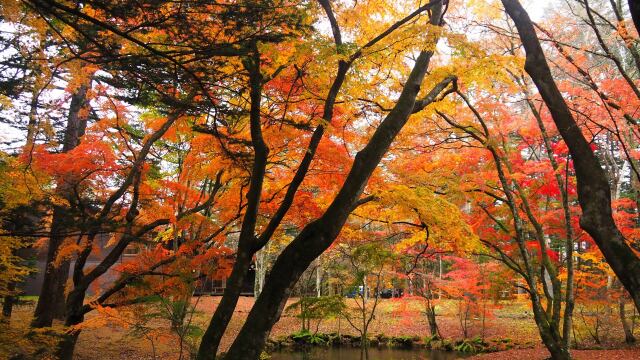 雲場池の紅葉
