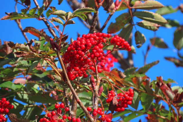 色づくナナカマド 3