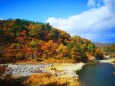 白川郷であい橋紅葉