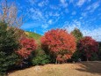 浜石野外センターの紅葉