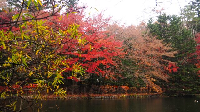 雲場池の紅葉