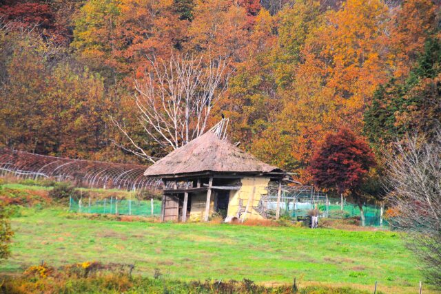 廃屋と紅葉