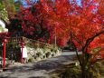 晩秋 紅葉の山道