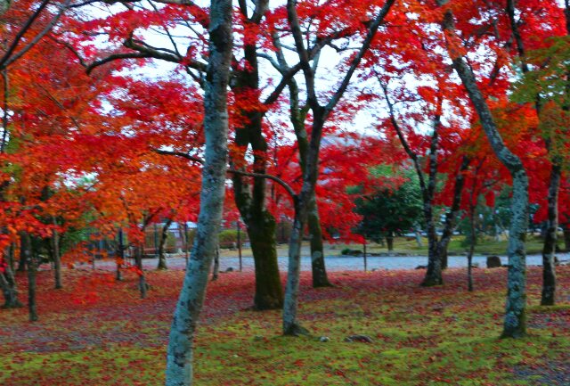 天龍寺紅葉