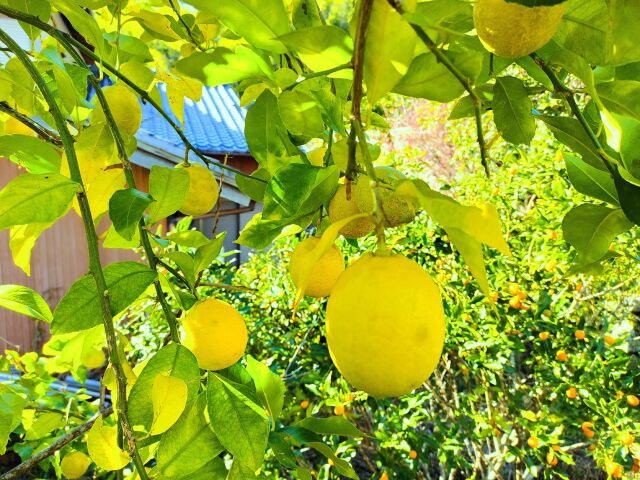 初冬のレモン