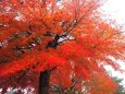 軽井沢の紅葉