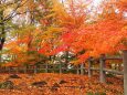 小諸城址公園の紅葉