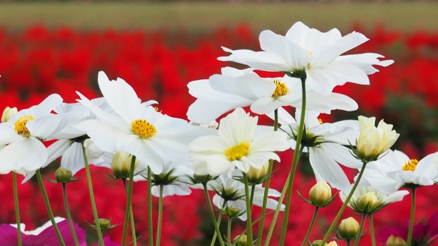 馬見丘陵公園のコスモス
